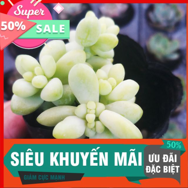 Sen Chuỗi ngọc bi mới