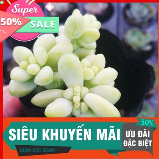 Sen Chuỗi ngọc bi mới