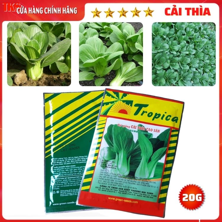 Hạt Giống CẢI THÌA CAO SẢN 20g: Dễ Trồng, Ít Sâu Bệnh - Nhập Khẩu Ý