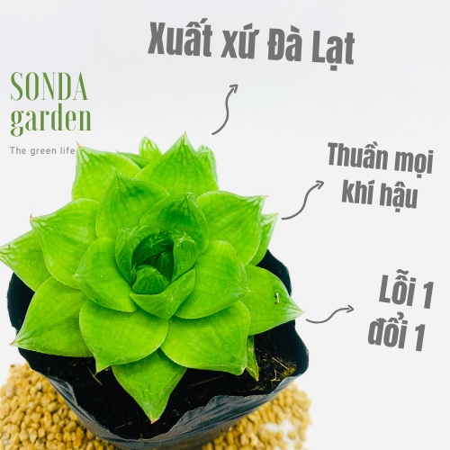 Sen đá ngọc lá lớn SONDA GARDEN size bé 5-8cm, xuất xứ Đà Lạt, khoẻ đẹp, lỗi 1 đổi 1