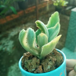 Sen đá tay gấu nhăn var