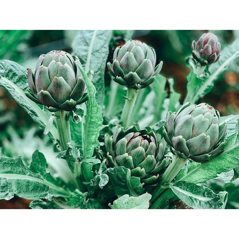 Shop 1K - Hạt Giống Atiso Xanh - 20 Hạt