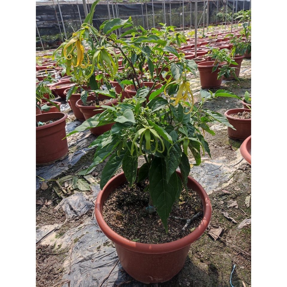 Hoàng Lan Lùn - hay gọi lan công chúa hương thơm ngọt dịu cây cây cho ra hoa quanh năm