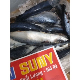 CÁ THU NHẬT / SA PA