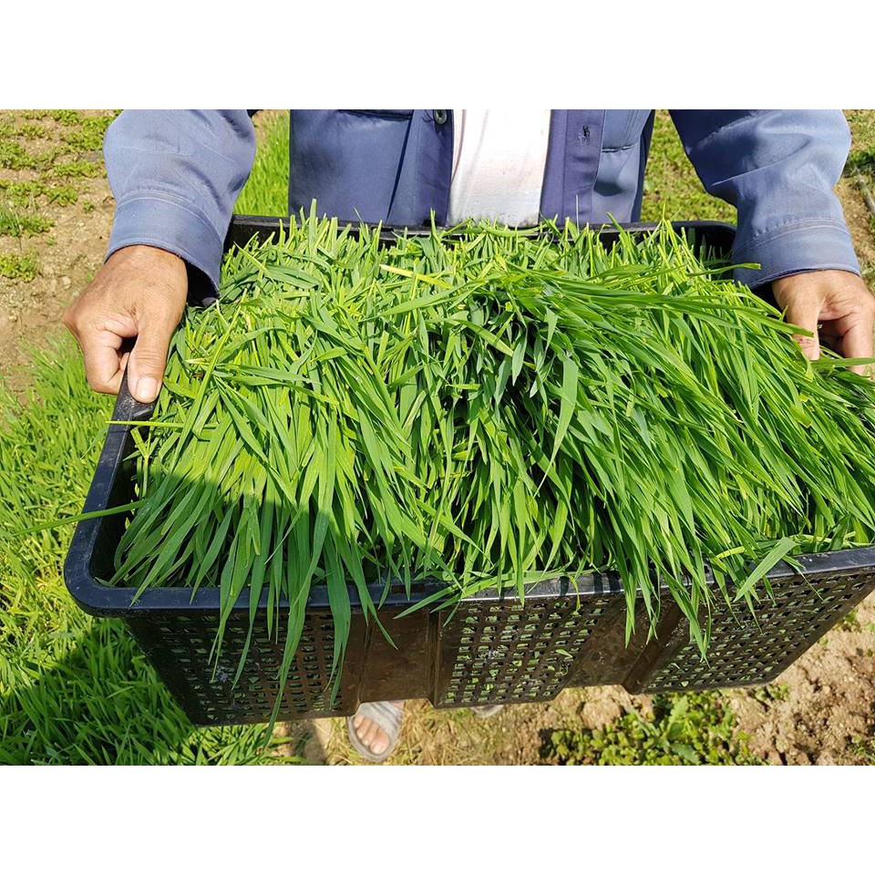 Bột cỏ lúa mì 100% nguyên chất (50gr) (Wheat grass powder) | BigBuy360 - bigbuy360.vn