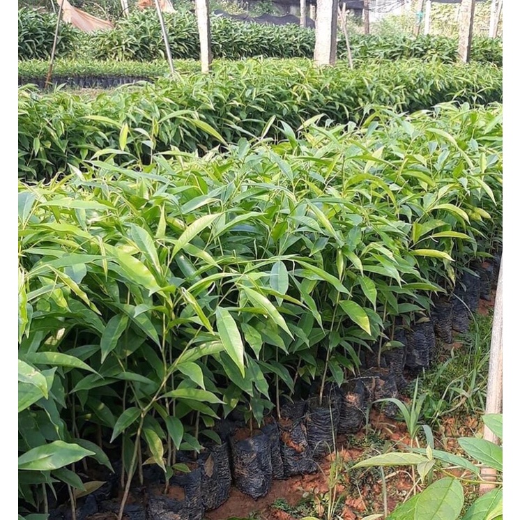 Cây trầm hương giống
