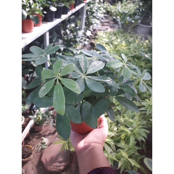 CÂY NGŨ GIA BÌ cây phong thuỷ cây để bàn cây đuổi muỗi