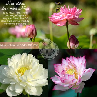 Sen mini nhật bán sỉ theo kg