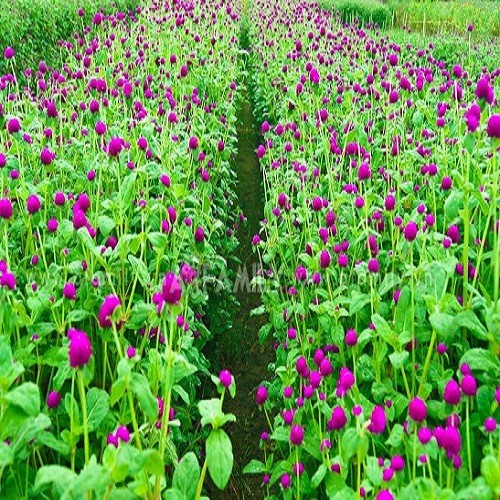 [Gói 150 hạt] Hạt Giống Hoa Bách Nhật Tím F1 Loại Siêu Dễ Trồng, Hoa Nở Đẹp Tặng kèm Hướng Dẫn Trồng