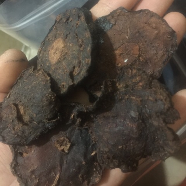 Hà thủ ô đỏ nhà làm 