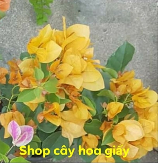 Cây hoa giấy giống màu vàng _ cây giống hình 2 3