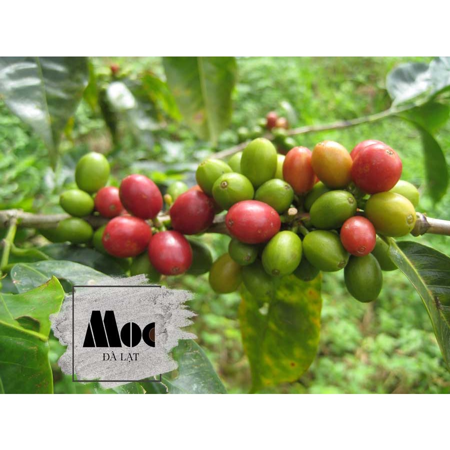 Cà phê MỘC SỨC SỐNG (Bột) - 500g - 100% Robusta và Arabica - Rang mộc, nguyên chất 100% - Nói không với tẩm ướp và hóa c | BigBuy360 - bigbuy360.vn