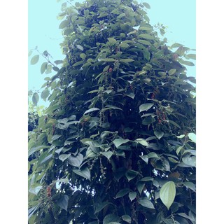 TIÊU SỌ TRẮNG nhà trồng 500G