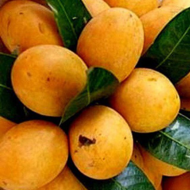 Cây thanh trà ngọt (cây chiết cành)