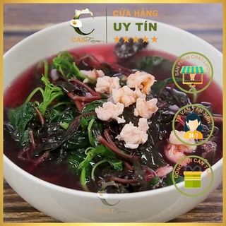 Hạt Giống Rau Dền Tía Rado 08 (20g)