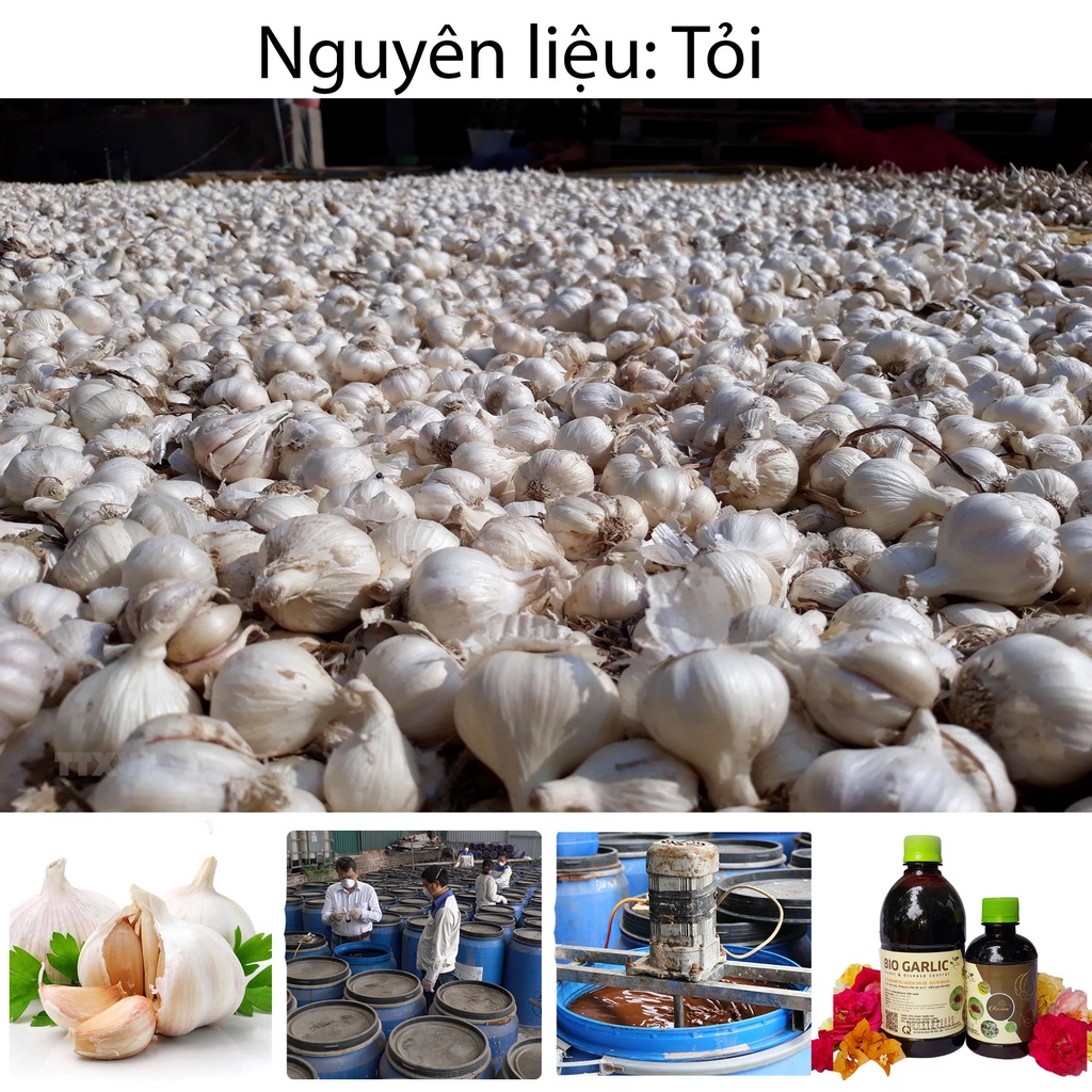 Chế phẩm sinh học tỏi đậm đặc ROSAVA diệt nhện, sâu ăn lá, rệp rầy, bọ trĩ trên cây cảnh, hoa hồng & hoa lan