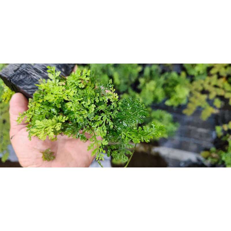 Dương xỉ châu phi mini-Huấn_Sinh_Vật_Cảnh