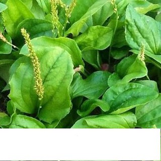 Hạt Giống Rau Mã Đề 1gr