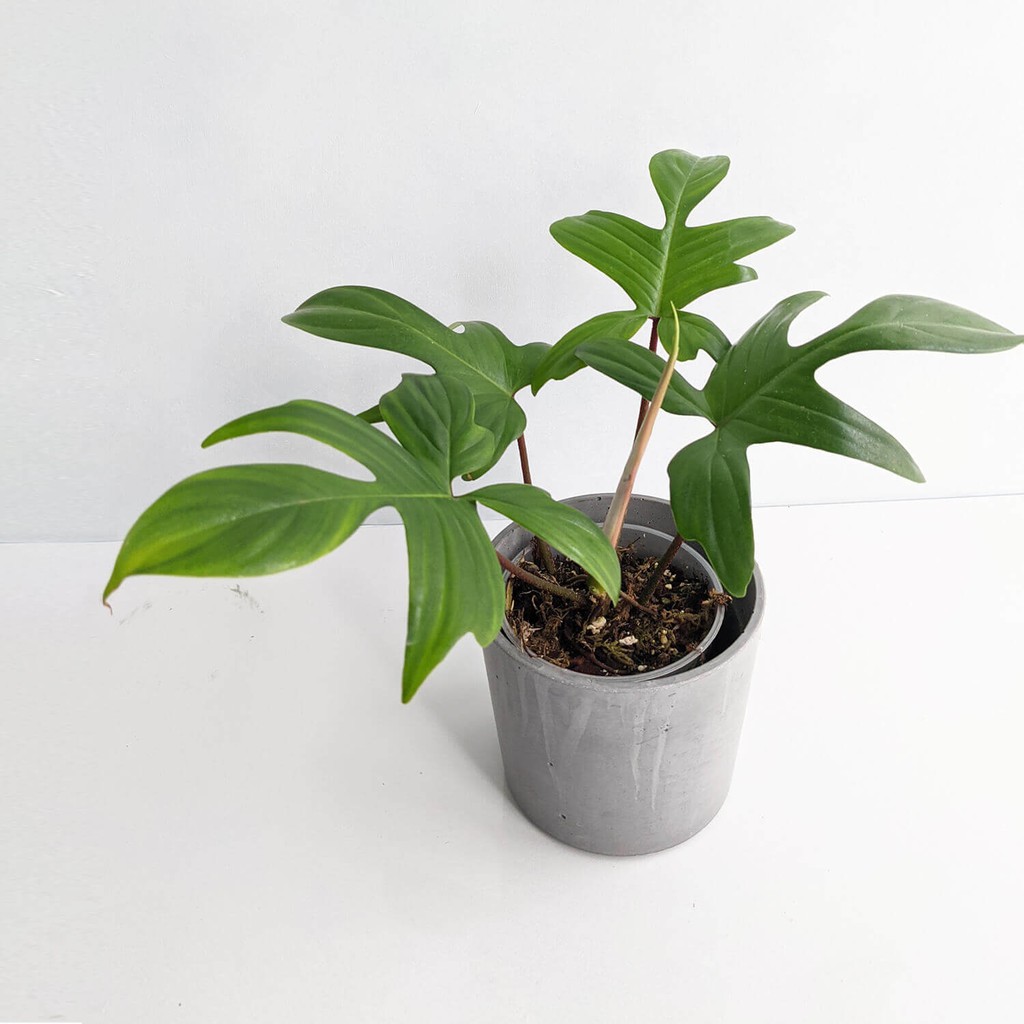 Cây Philodendron Florida Ghost (Trầu Bà Cánh Én, Trầu Bà Én) rất nhiều nodes để nhân giống chậu nhựa