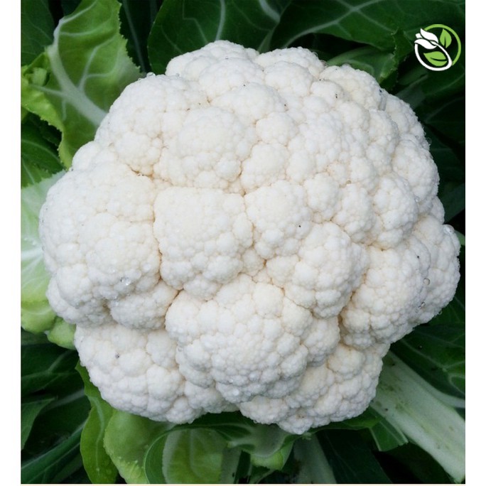 Hạt Giống Bông Cải Trắng F1 PN-900 Phú Nông - Gói 0.3g - Cauliflower