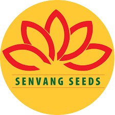 HẠT GIỐNG HOA VẠN THỌ PHÁP LÙN F1 NHIỀU MÀU 0.1gr