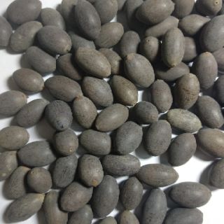 5 Hạt sen nhật mini Nhiều màu