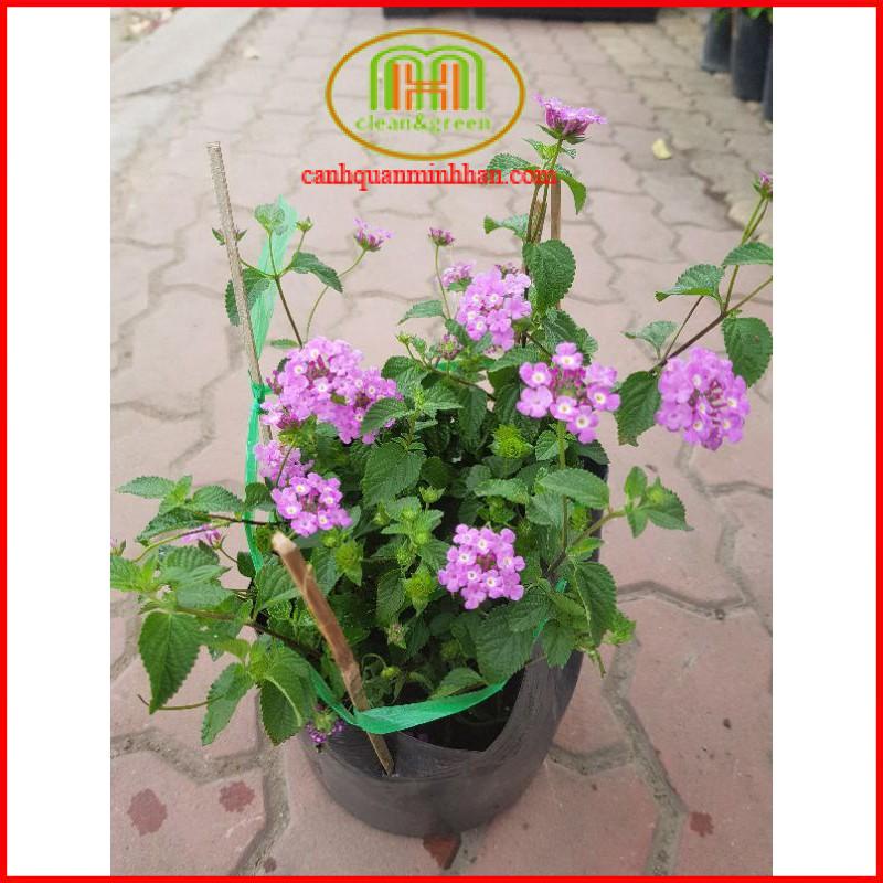 Hoa ngũ sắc tím rủ và ngũ sắc vàng treo ban công trang trí cực đẹp Minh Hân Garden