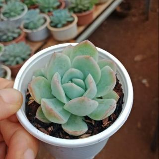 Sen đá mini giống mới