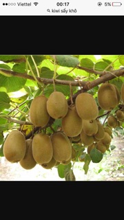 Ô Mai Ki Wi(80k-500g)