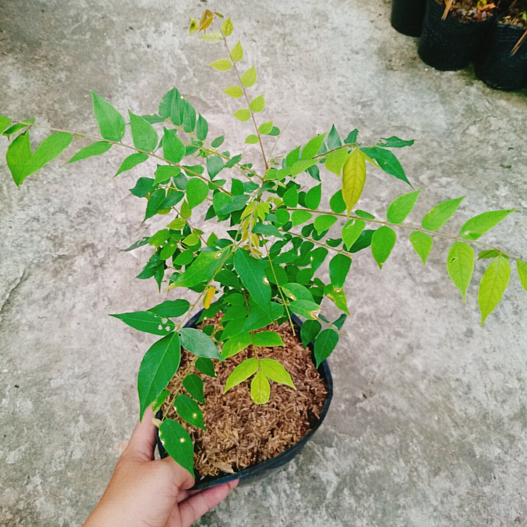 Cây Khế Ngọt - cây ăn quả - caykiengsadec