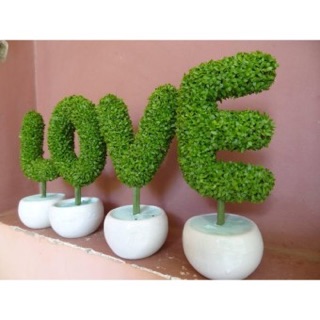Hạt giống cỏ may mắn 100 hạt