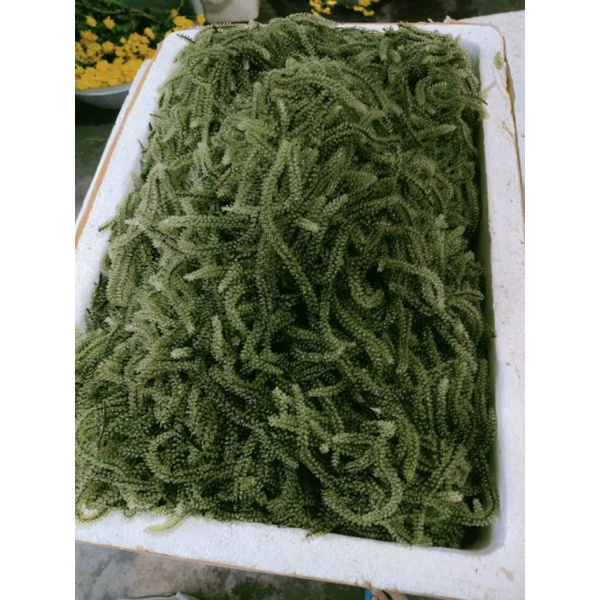 RONG NHO TƯƠI 500GR đóng hộp kèm chai xốt mè rang kewpie