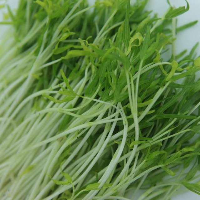Hạt Giống Mầm Rau Muống 50gr
