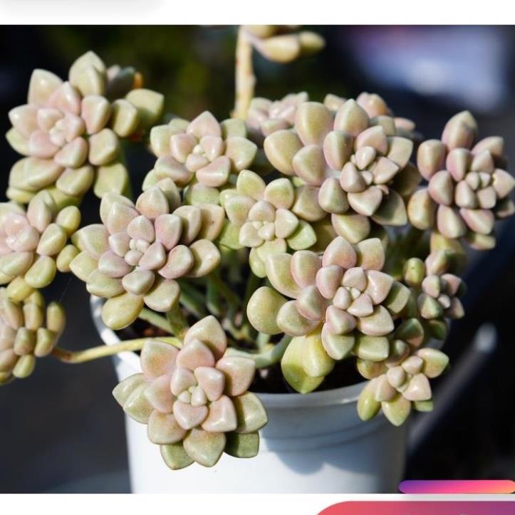 Sen Đá Kim Tuyến Đà Lạt 10cm  GALSS GARDEN, Khỏe, dễ trồng, Lỗi 1 đổi 1