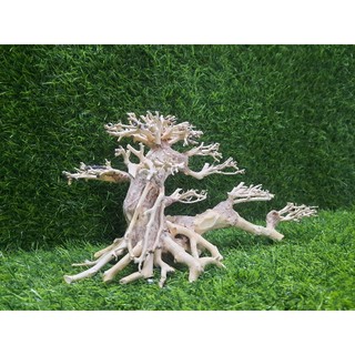 Lũa Bonsai nghiêng số 2 cấy rêu.( N25-C15)