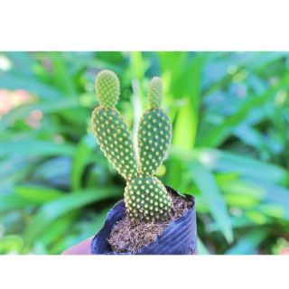 Xương rồng tai thỏ