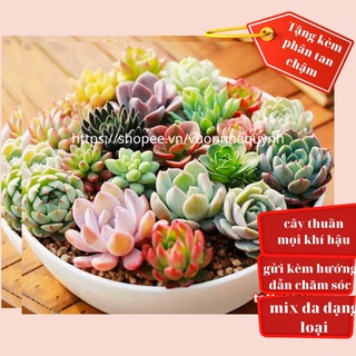 20 loại sen đá khác nhau theo mùa , thuần khí hậu, khỏe , đẹp,free ship