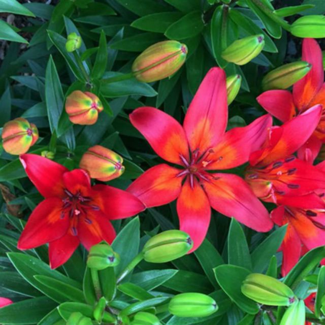 Củ hoa ly lùn màu đỏ tươi