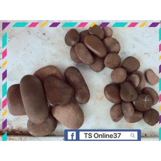 [ Rẻ ] Đá Cuội Nâu - Sỏi Cuội Trang trí - Bể Cá Bể thuỷ sinh