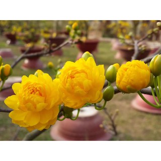 2 cây giống mai vàng cánh cúc