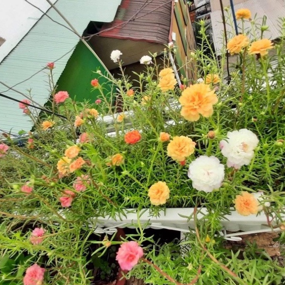 Hạt giống hoa mười giờ kép bông to (600 hạt, tặng kèm phân)