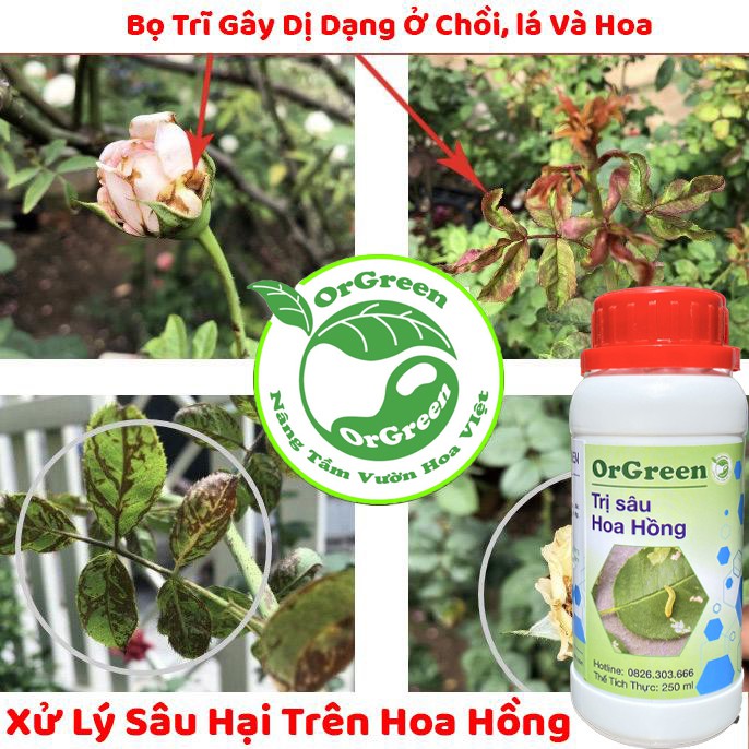 250ml OrGreen Trị Sâu Hoa Hồng - Chế phẩm sinh học công nghệ Nhật Bản - Chế phẩm sinh học dành cho hoa hồng