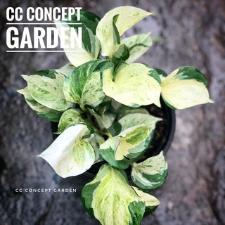 Trầu Bà | Pothos Manjula