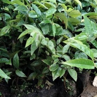 Cây nho thân gỗ 12 vụ giống