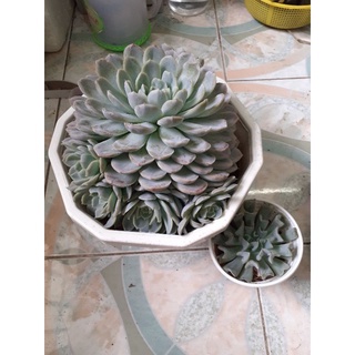 Sen đá bé tuyết 25 -28cm