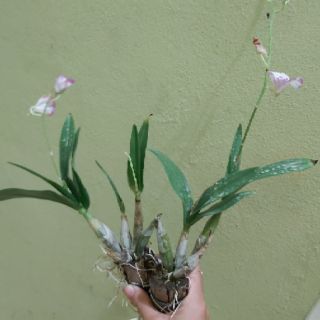 Lan denzo chớp enobi