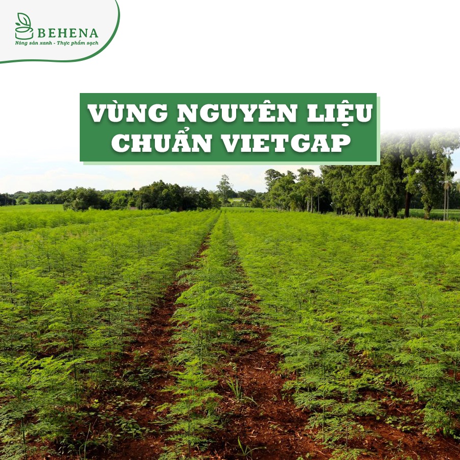 Bột Chùm Ngây cho bé ăn dặm nguyên chất organic sấy lạnh Chính Hãng Behena