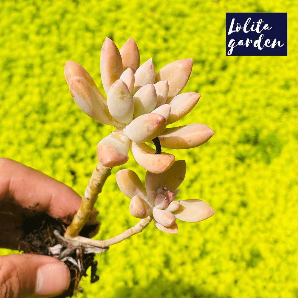 Sen đá pha lê cổ thụ Đà Lạt size mini cây cảnh trang trí nhà cửa Lolita garden