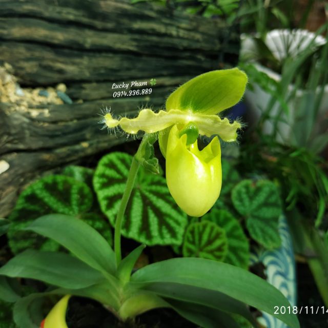 Lan hài đuổi hoa xanh - paphiopedilum primuninum var album
