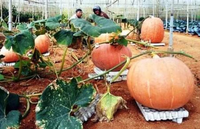 Hạt giống bí đỏ khổng lồ 150_200kg/ quả- gói 20 hạt
